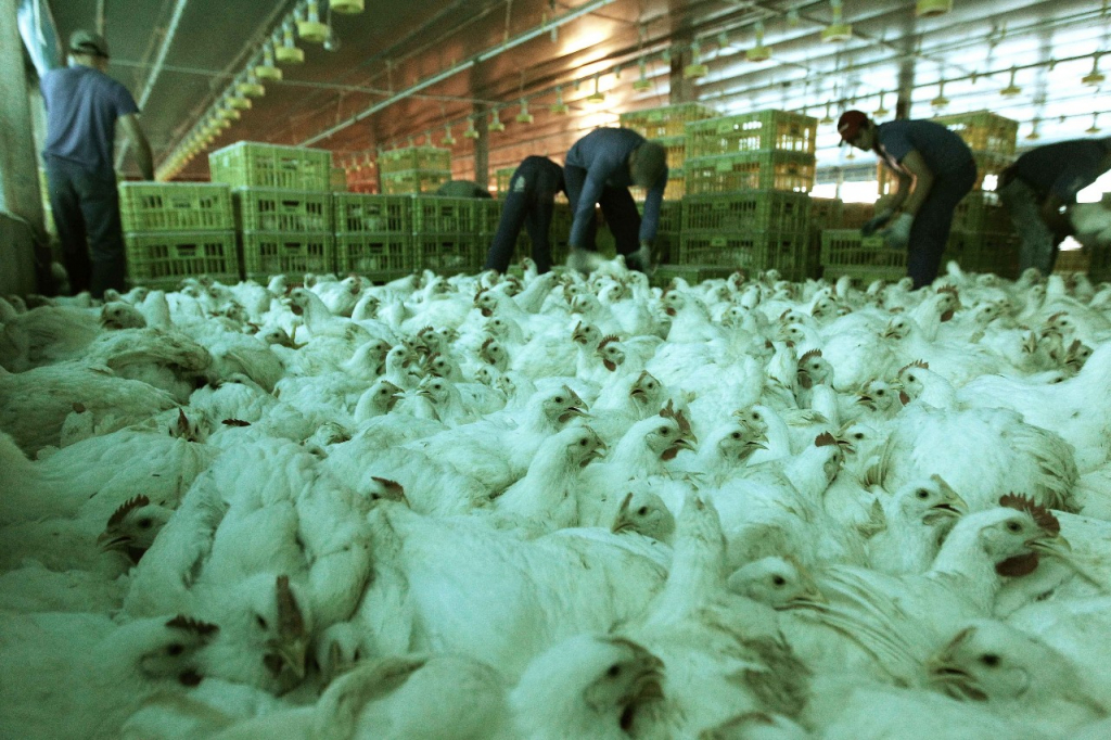 Pela primeira vez, um foco de gripe aviária foi confirmado em uma granja comercial no Brasil (Foto: X)