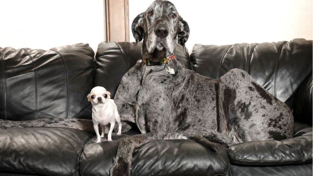 Um verdadeiro contraste canino ganhou os holofotes ao reunir dois recordistas mundiais do Guinness World Records (Foto: X)