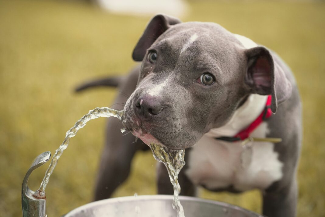 Oferecer água fresca ao seu cão é um cuidado básico e indispensável, especialmente nos dias mais quentes ou depois de passeios longos (Foto: Unsplash)