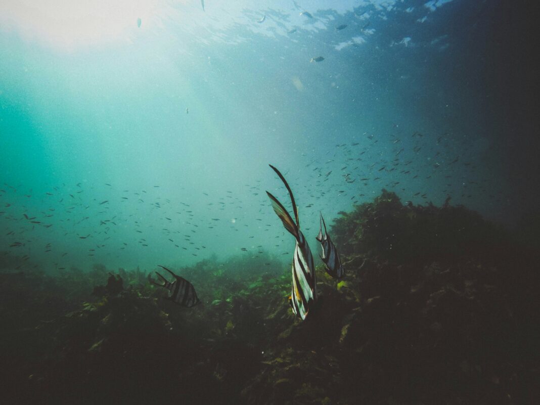 O oceano profundo segue sendo um dos territórios mais misteriosos do planeta (Foto: Unsplash)