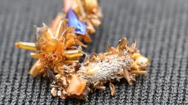 Nas florestas isoladas da ilha de Oahu, no Havaí, um comportamento incomum tem surpreendido os cientistas (Foto: X)