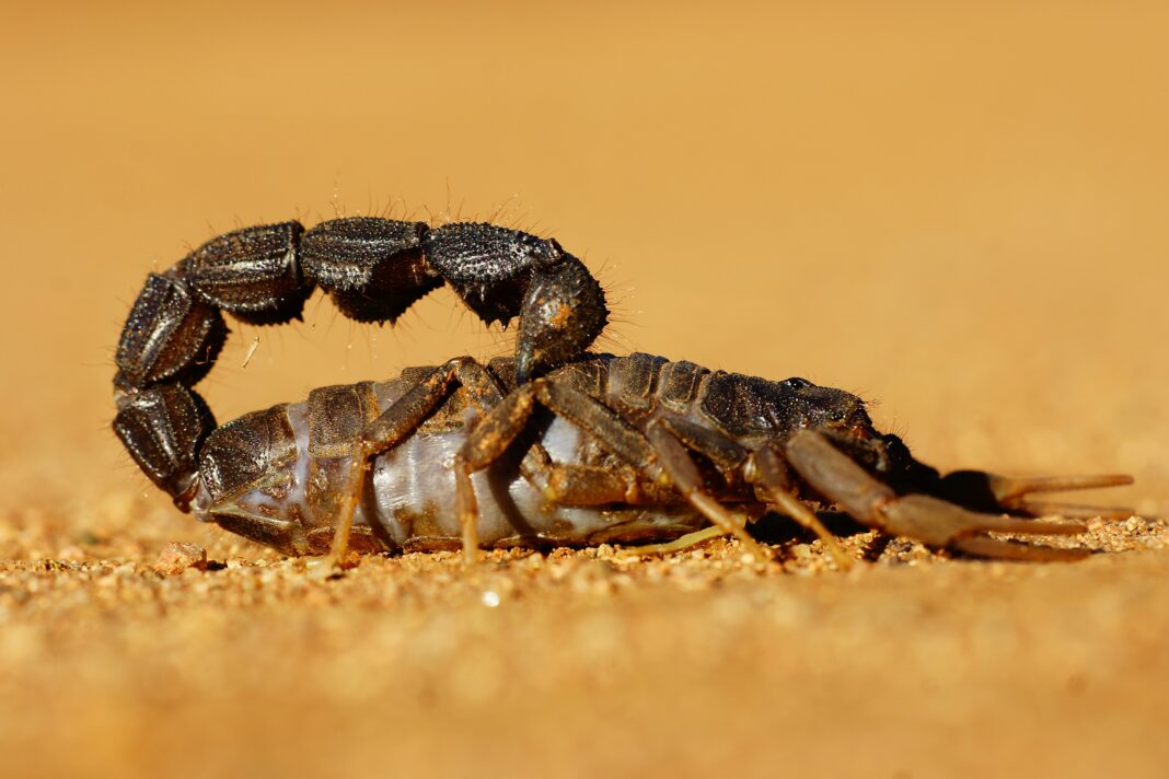 A combinação cria o cenário ideal para a proliferação de espécies como o Tityus serrulatus, o escorpião amarelo, que tem a capacidade de se reproduzir sozinho (sem a necessidade de acasalamento) e adapta-se facilmente ao ambiente urbano — incluindo esgotos, entulhos e até apartamentos em andares altos (Foto: Unsplash)