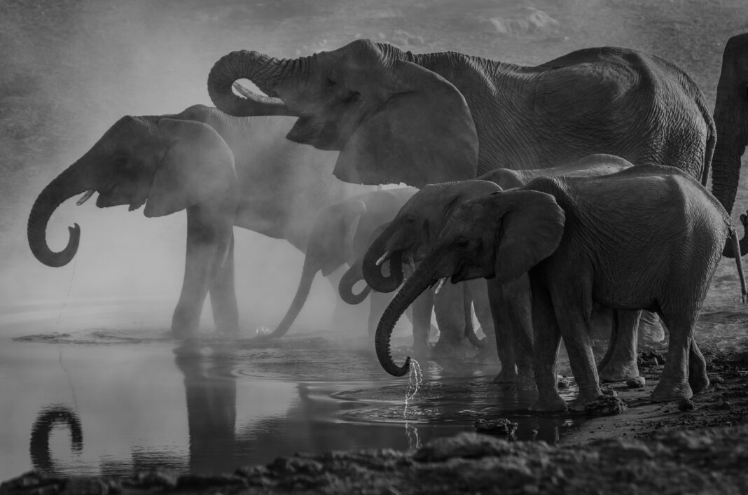 Na Reserva Nacional de Samburu, no Quênia, uma jovem elefanta africana de dez anos retornou ao grupo após um mês afastada — e não voltou sozinha (Foto: Unsplash)