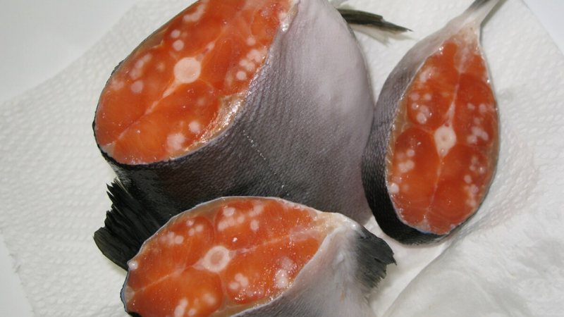Um minúsculo parasita que habita os músculos do salmão está forçando a ciência a reescrever o que se entende por 