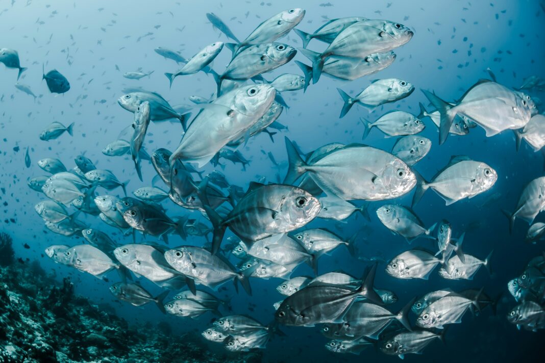 Um grupo de pesquisadores europeus quer transformar uma ideia ousada em realidade: produzir peixe no espaço como fonte de alimentação para missões de longa duração (Foto: Unsplash)