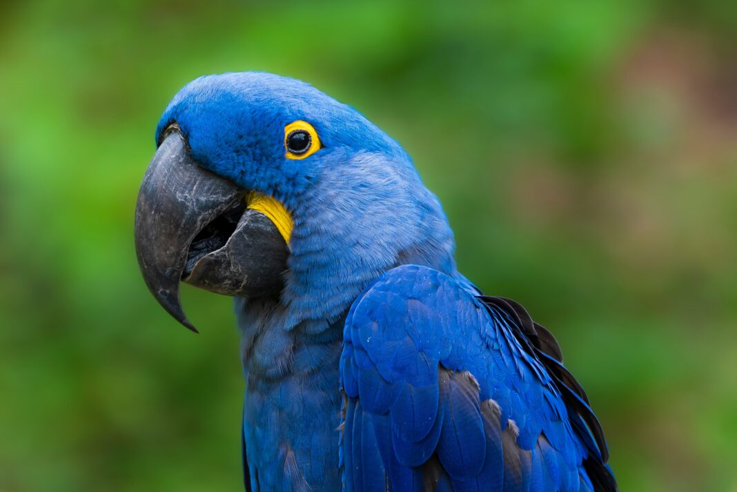 Com suas penas em um azul hipnotizante e um comportamento social digno de nota, a arara-azul continua a fascinar biólogos, ambientalistas e todos que cruzam seu caminho no coração do Brasil (Foto: Unsplash)