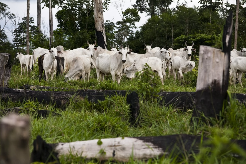 Uma investigação conduzida pela ONG britânica Earthsight revelou que algumas das grifes mais prestigiadas do mundo, como Chanel, Louis Vuitton e Coach, estão associadas ao uso de couro proveniente do desmatamento ilegal da floresta amazônica no Brasil. (Foto: X)