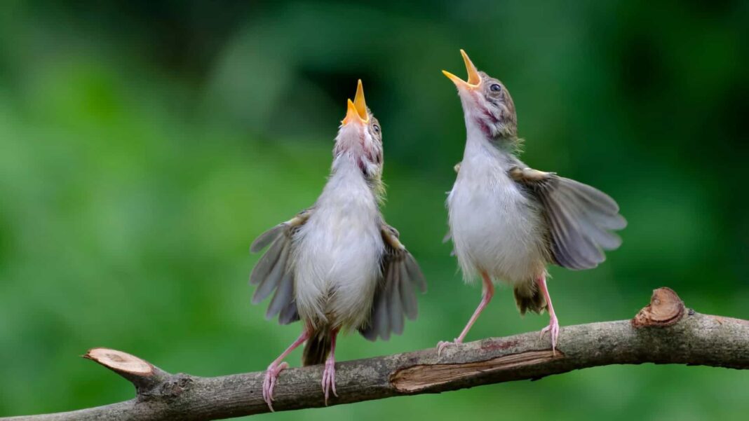 A tradicional cantoria das aves ao amanhecer pode ter uma explicação muito mais social do que se imaginava (Foto: X)
