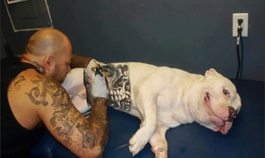 O presidente da República em exercício, Geraldo Alckmin, sancionou nesta terça-feira (17) a lei que proíbe, em todo o país, a realização de tatuagens e a aplicação de piercings em cães e gatos para fins estéticos (Foto: X)