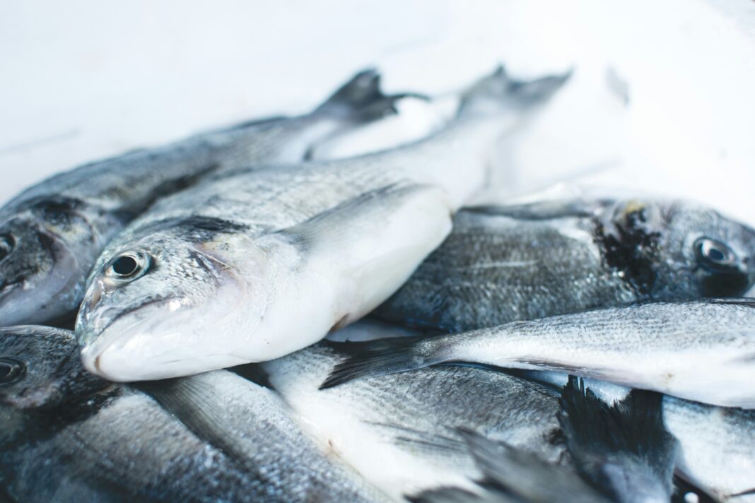 Um novo estudo publicado no último dia 5 na revista Scientific Reports alerta para o intenso sofrimento que peixes podem enfrentar durante o processo de abate (Foto: Unsplash)