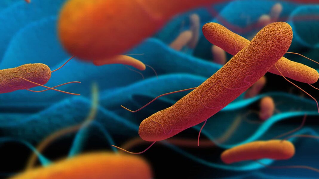 Pesquisadores soam o alerta para o avanço de uma nova cepa da Salmonella Typhi, bactéria responsável pela febre tifoide, que está se tornando cada vez mais resistente aos antibióticos disponíveis (Foto: X)