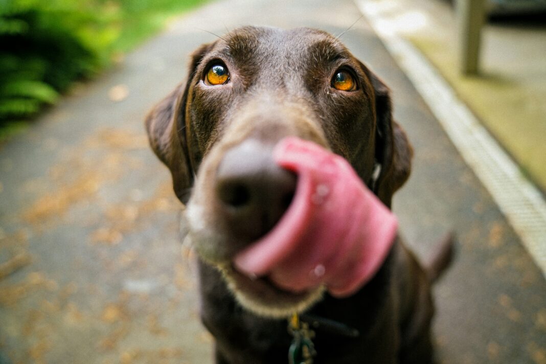 Você chama seu cachorro e ele vem correndo, diz 