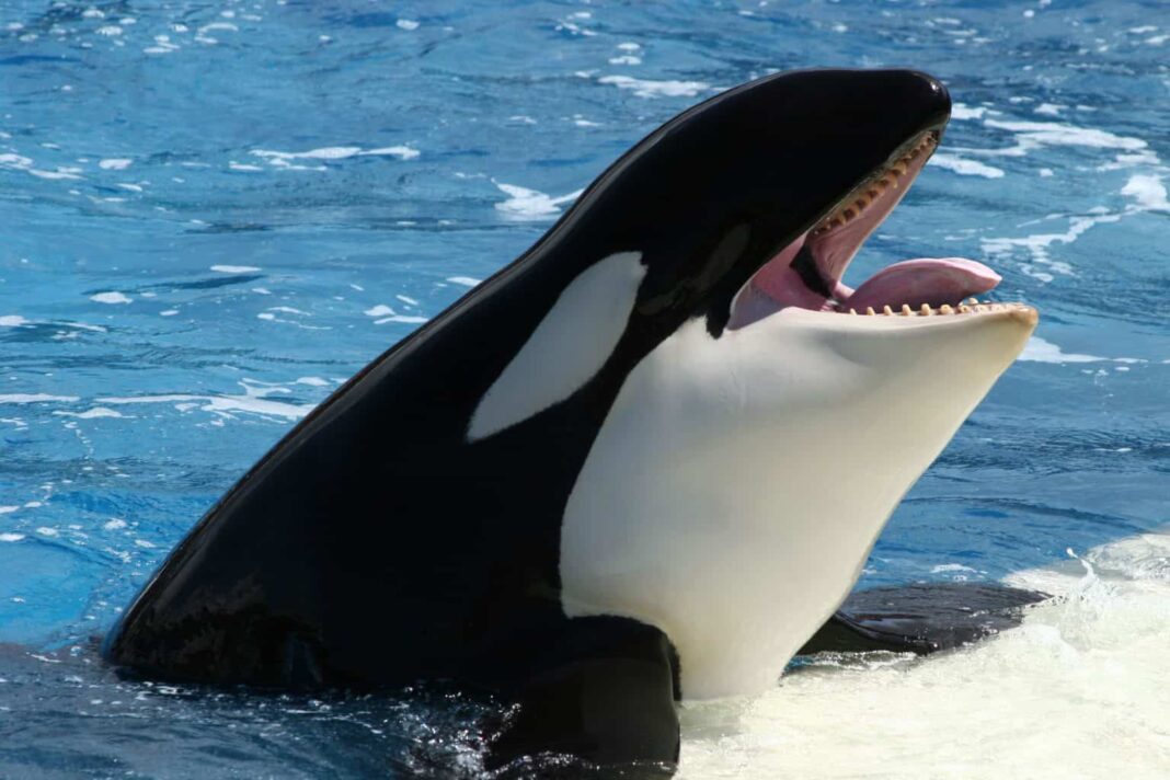Uma das principais funções das manchas é ajudar na camuflagem das orcas. O padrão de cores, com a barriga branca e o dorso preto, proporciona um efeito conhecido como contra-sombreamento (Foto: X)