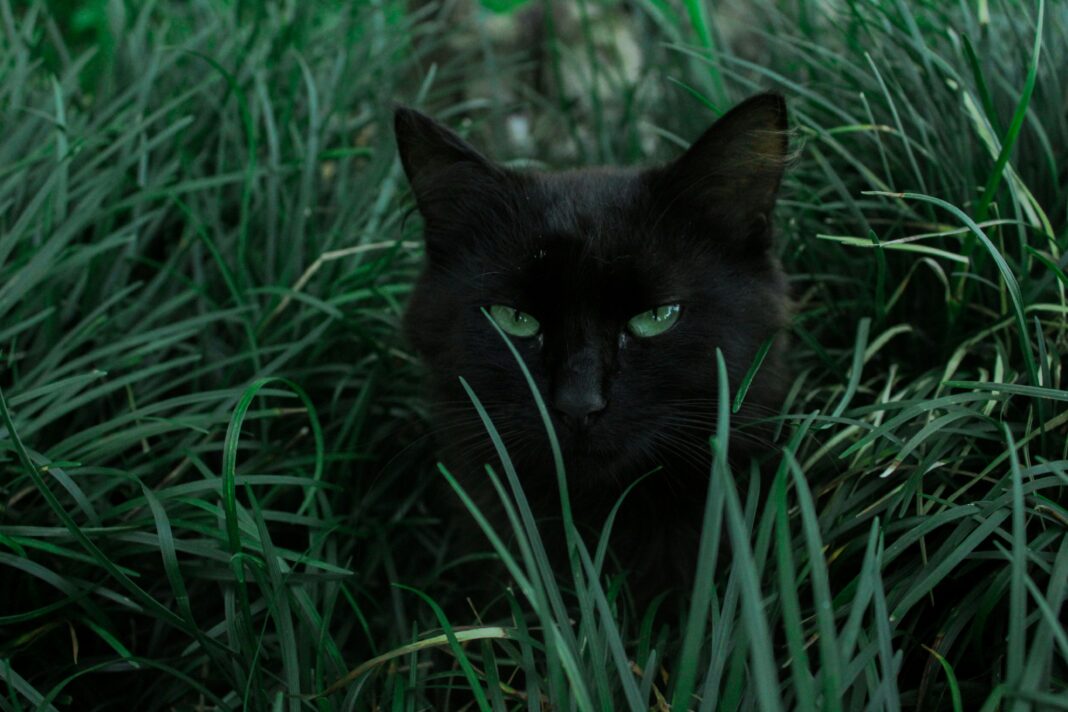 Um gato de estimação da Flórida, chamado Pepper, tem ajudado cientistas a fazer descobertas importantes na área de virologia. (Foto: X)