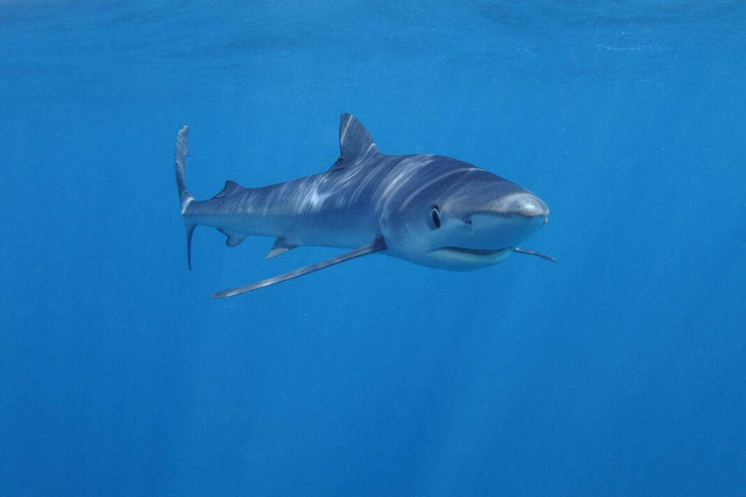 Um estudo recente revelou que o tubarão-azul (Prionace glauca) pode ter uma habilidade até então desconhecida: a de mudar de cor conforme o ambiente. (Foto: X)