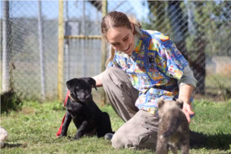 No Western Plains Zoo, na cidade de Dubbo, Austrália, um laço improvável entre espécies tem emocionado visitantes e profissionais: Rozi, uma filhote de guepardo, e Ziggy, um filhote de cachorro, estão sendo criados juntos e vivem como irmãos adotivos (Foto: X)
