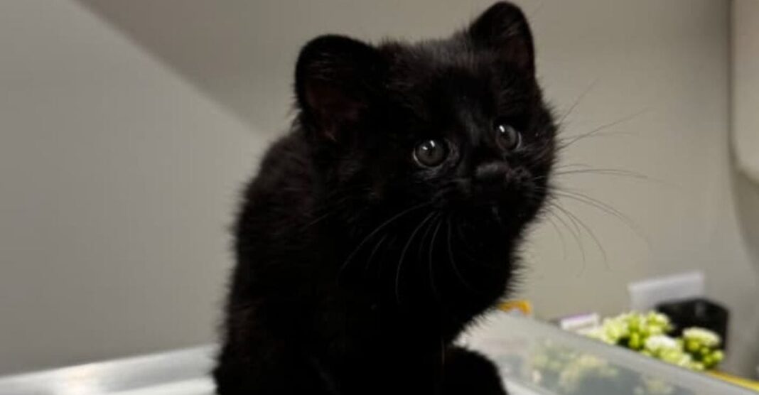 Um filhote de gato-do-mato-pequeno com melanismo — mutação genética que deixa a pelagem completamente preta — foi resgatado nesta segunda-feira (25) em Jaraguá do Sul, no Norte de Santa Catarina (Foto: X)