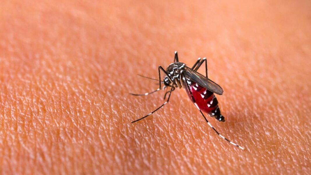 Um estudo da Faculdade de Saúde Pública (FSP) e do Grupo de Estudos em Saúde Planetária Brasil (SPBr), do Instituto de Estudos Avançados da USP, aponta que o Anopheles stephensi, mosquito originário da Ásia e identificado em 2012 como espécie invasora na África, pode chegar ao Brasil e se estabelecer em áreas urbanas (Foto: X)