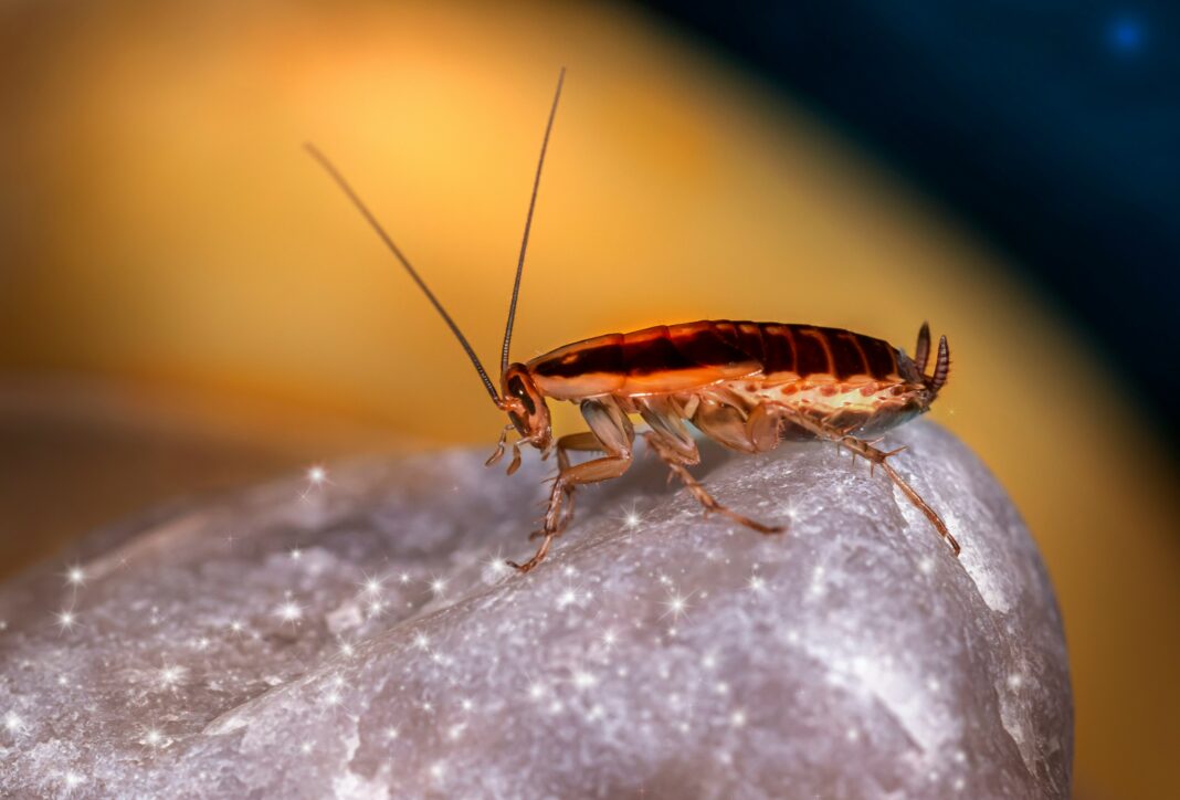 Para muitos, a presença de uma barata é denunciada antes mesmo de ela ser vista: o cheiro forte e desagradável (Foto: Unsplash)