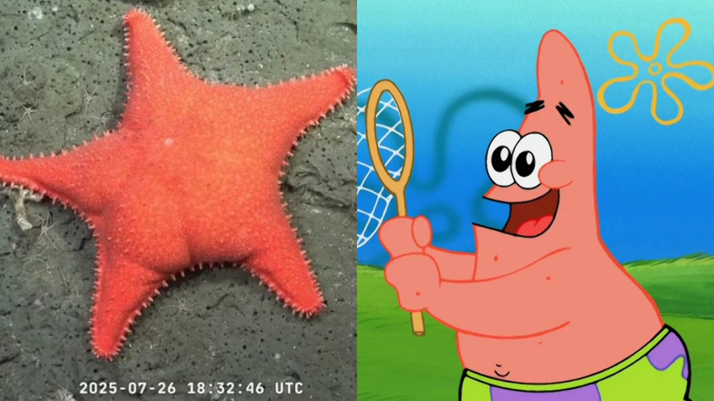 Uma estrela-do-mar flagrada a 1.200 metros de profundidade durante uma expedição no cânion submarino de Mar del Plata, na Argentina, ganhou as redes sociais por um motivo inusitado: a semelhança de sua parte dorsal com um bumbum humano (Foto: X)