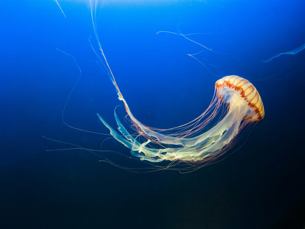Pesquisadores da University of Western Australia identificaram uma barreira biogeográfica misteriosa no fundo do Atlântico Norte que impede a circulação de certos tipos de águas-vivas (Foto: Unsplash)