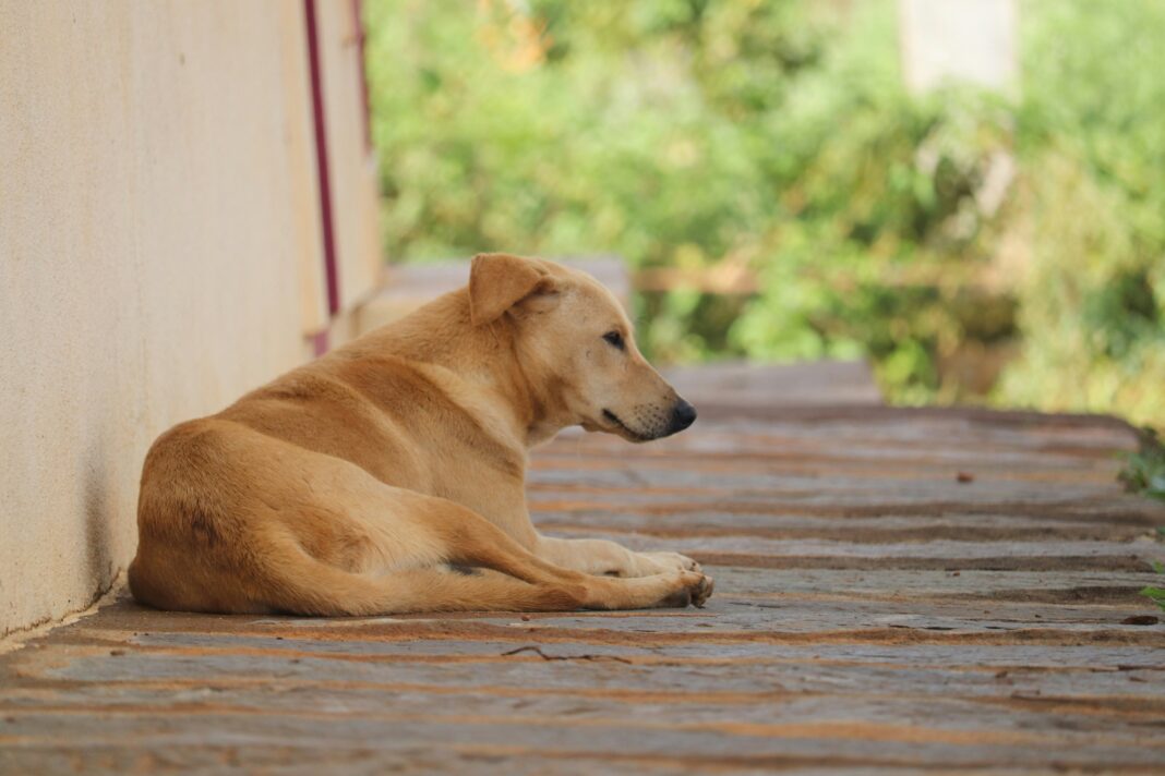 Embora não compreendam a morte como os humanos, os cães sentem profundamente a ausência de tutores ou companheiros de rotina (Foto: Unsplash)