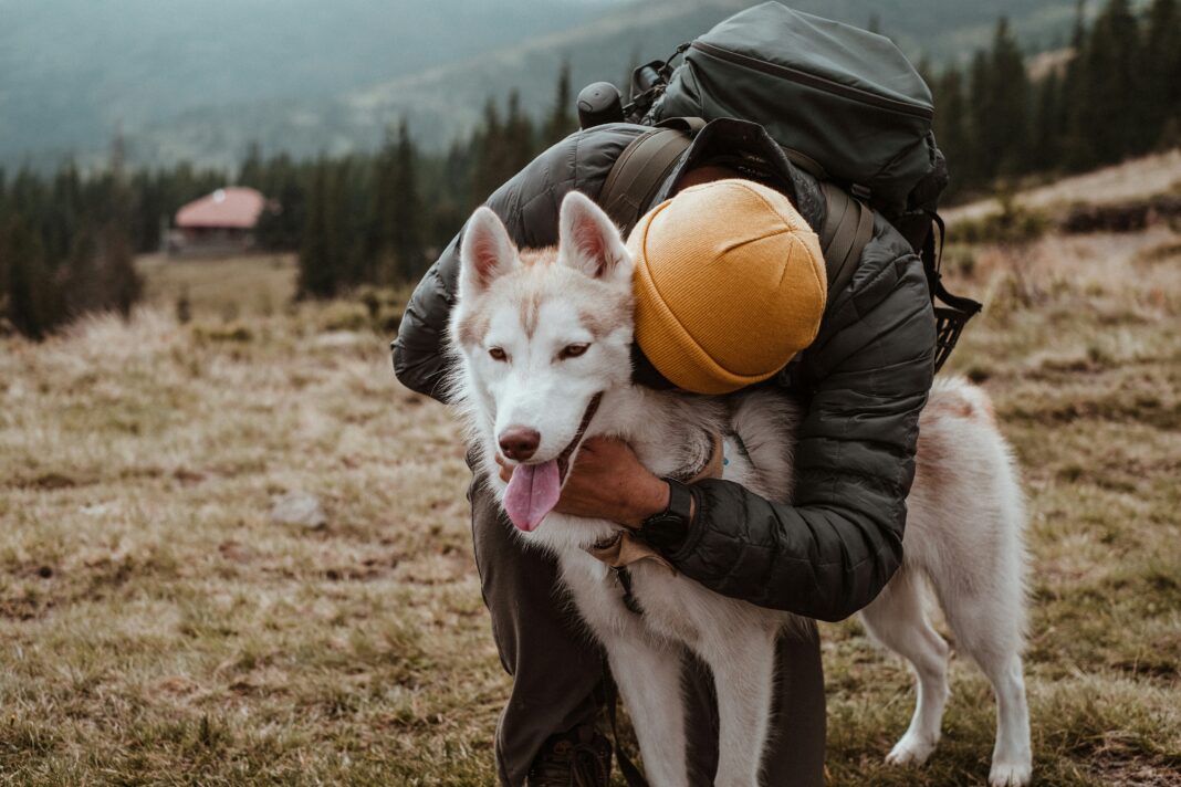 Um novo estudo conduzido pelo Institute for Human-Animal Connection da Universidade de Denver apontou que cães de estimação podem ajudar seres humanos a enfrentar o estresse de forma mais equilibrada — indo além da simples redução de ansiedade (Foto: X)