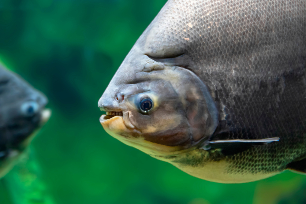 O tambaqui (Colossoma macropomum) é um dos peixes amazônicos mais importantes do Brasil, tanto do ponto de vista econômico quanto científico (Foto: X)