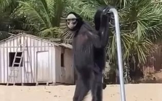 Um macaco-aranha chamou atenção ao ser filmado caminhando de forma descontraída em uma praia da Floresta Nacional do Tapajós, em Belterra, no oeste do Pará (Foto: X)