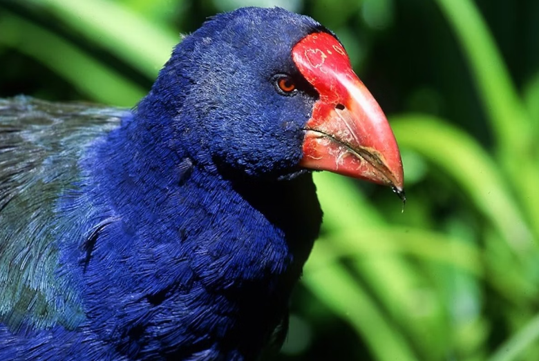 Por quase todo o século 19, acreditou-se que o takahē, ave terrestre e sem voo da Ilha Sul da Nova Zelândia, havia desaparecido para sempre (Foto: X)