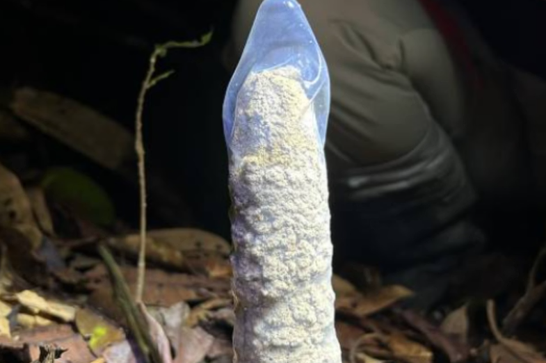Durante uma trilha de campo na Amazônia, a bióloga Marina Méga, doutoranda em ecologia na Universidade Federal do Rio de Janeiro (UFRJ), se deparou com dezenas de torres de argila de até 47 centímetros brotando do solo da floresta (Foto: X)