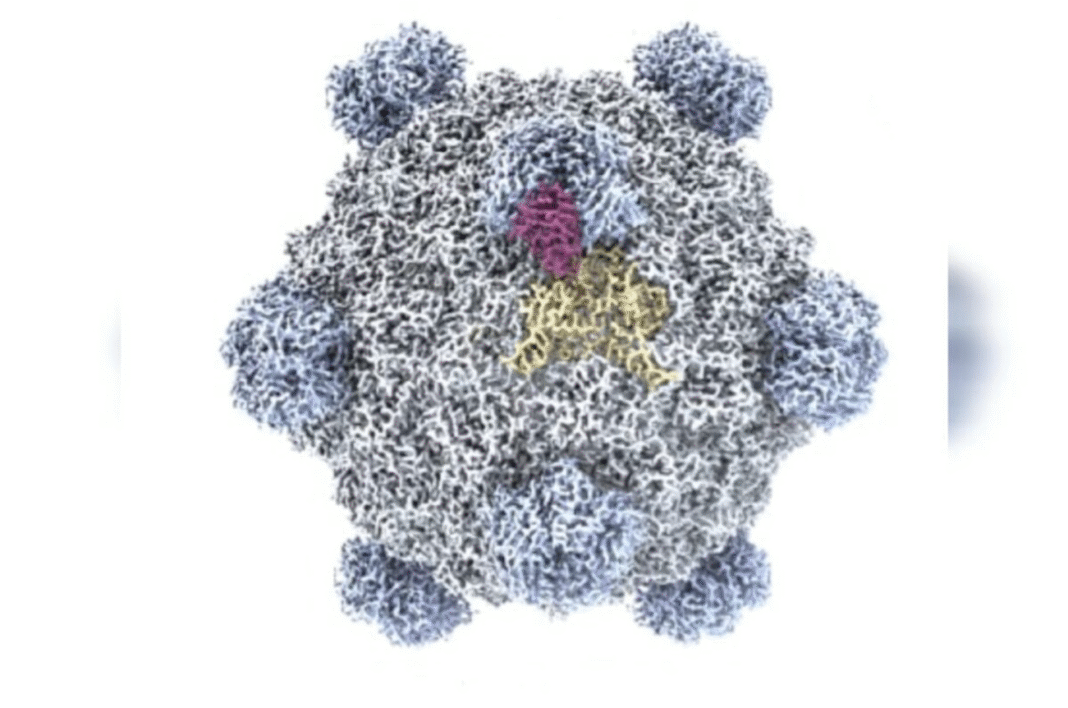 Um grupo de cientistas anunciou a criação dos primeiros vírus artificiais produzidos com DNA desenhado por inteligência artificial (Foto: X)