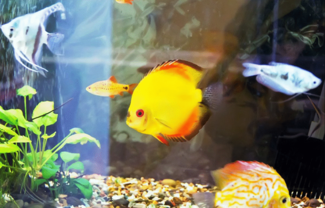 Um estudo internacional trouxe novas pistas sobre um dos maiores enigmas da evolução: como os peixes ancestrais, há cerca de 360 milhões de anos, deixaram a água e desenvolveram membros com dedos (Foto: X)
