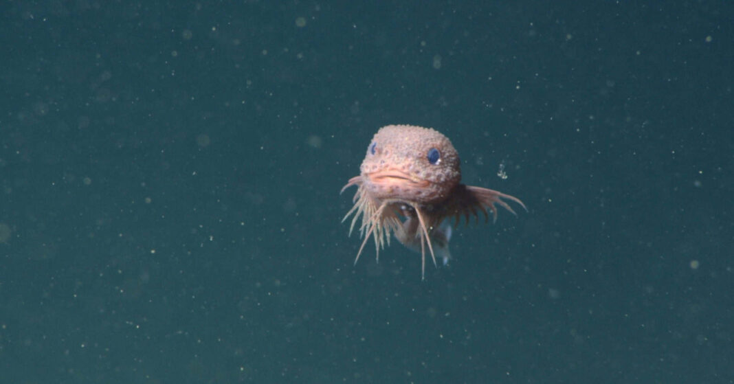 Pesquisadores anunciaram a descoberta de três novas espécies de peixe-caracol em expedições realizadas no fundo do oceano. (Foto: X)