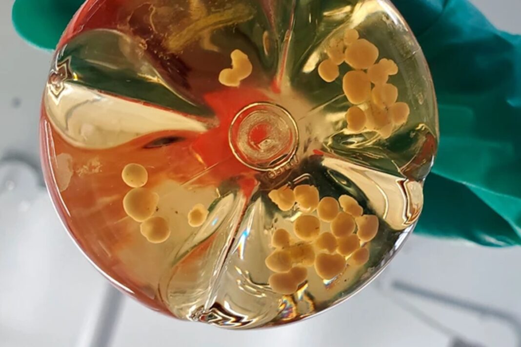 Cientistas deram um passo importante rumo ao futuro dos transplantes ao criar estruturas renais em laboratório a partir de células-tronco (Foto; X)