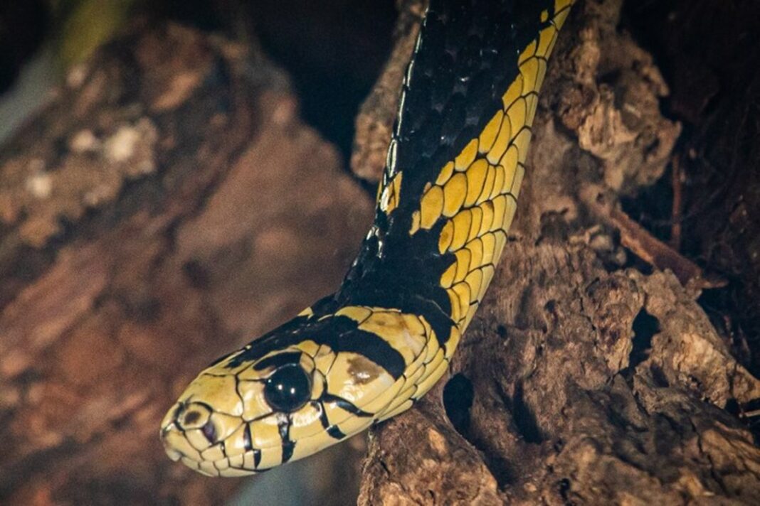 A serpente está presente em todos os biomas brasileiros, com exceção dos Pampas, e também pode ser encontrada em regiões da América Central e do Norte (Foto: X)