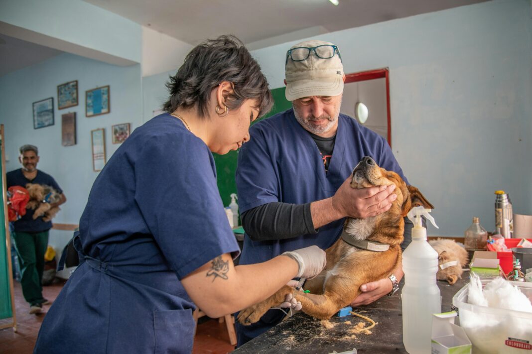 A Câmara dos Deputados aprovou nesta terça-feira (9/9) um projeto de lei que tipifica como crime o exercício da medicina veterinária sem registro profissional (Foto: Unsplash)