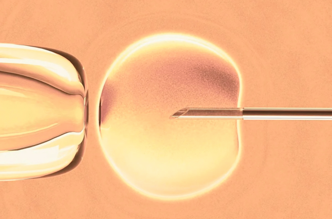 Pesquisadores da Universidade Oregon Health & Science (OHSU), nos Estados Unidos, anunciaram um feito inédito: conseguiram transformar núcleos de células da pele humana em óvulos artificiais, capazes de dar origem a embriões nas primeiras fases do desenvolvimento (Foto: X)