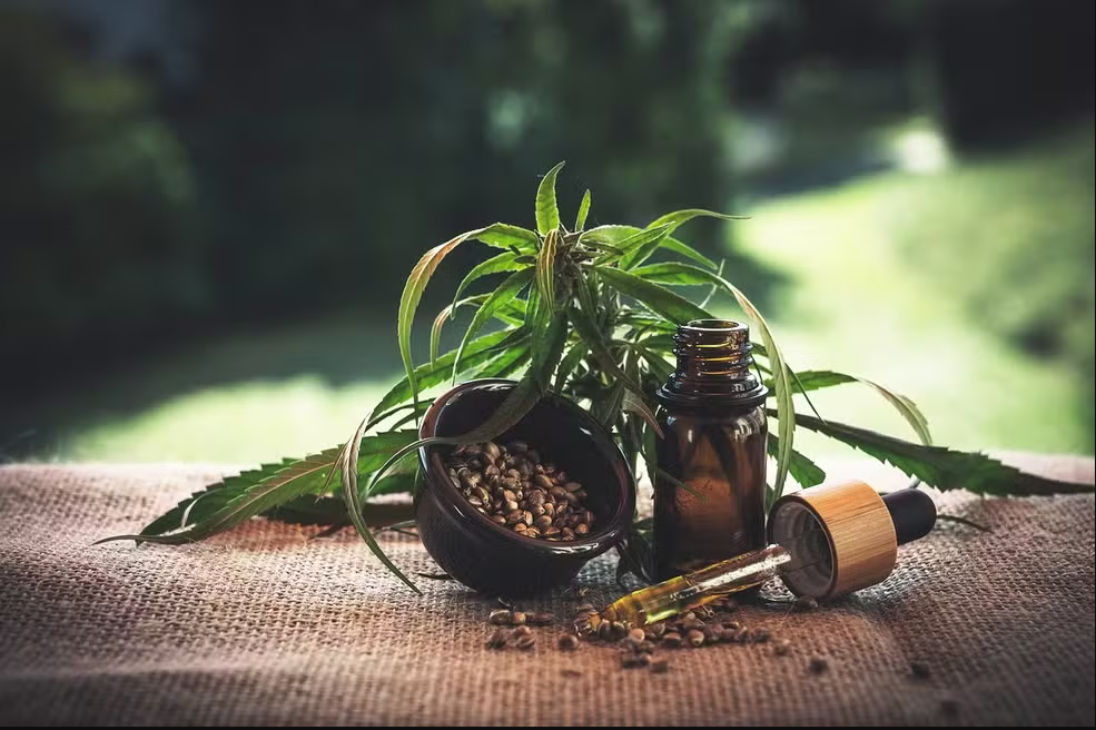 O governo federal solicitou ao Superior Tribunal de Justiça (STJ) a prorrogação do prazo para regulamentar o cultivo e a comercialização da Cannabis industrial, conhecida como cânhamo, no Brasil (Foto: X)
