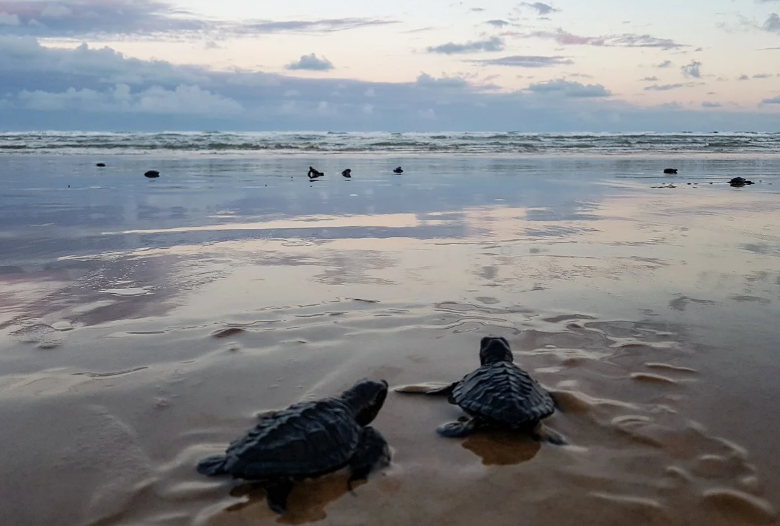 Com o avanço das mudanças climáticas e o aumento da temperatura global, cientistas buscam entender como o calor pode afetar não apenas o corpo, mas também o comportamento e a cognição de espécies marinhas (Foto: X)