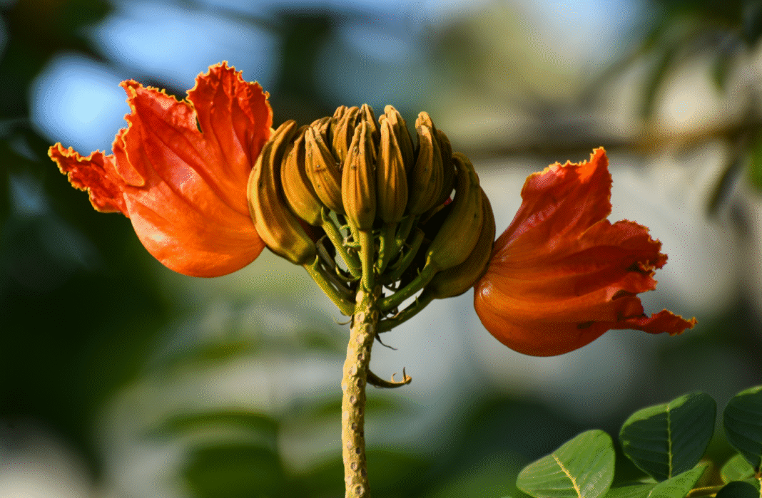 O governo de Santa Catarina lançou uma campanha para alertar a população sobre os riscos ambientais da árvore Spathodea campanulata, conhecida como espatódea, bisnagueira ou tulipeira-do-gabão (Foto: X)