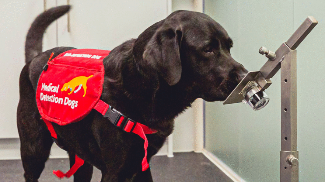 Muito além da companhia e do afeto, os cães também são aliados da medicina (Foto: X)