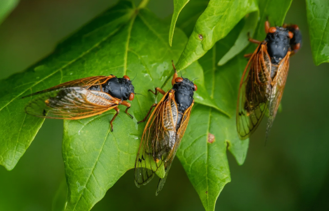 Quando o zumbido das cigarras começa a ecoar pelas árvores, muita gente logo associa o som ao início das chuvas (Foto: X)