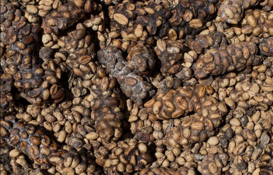 Um dos cafés mais raros — e caros — do mundo acaba de ter seu segredo revelado pela ciência (Foto: X)