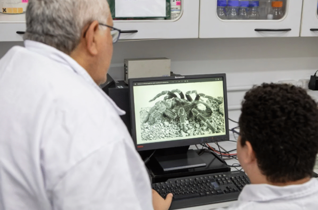 Uma molécula extraída do sangue de uma aranha amazônica pode se tornar uma nova arma contra os fungos resistentes que desafiam a medicina moderna (Foto: X)