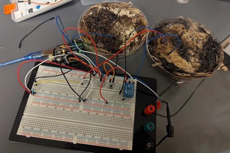 Pesquisadores da Universidade Estadual de Ohio, nos Estados Unidos, desenvolveram um tipo inédito de memória de computador feita a partir de cogumelos shiitake (Foto: X)