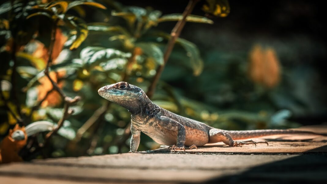 Nem toda amputação é uma sentença de morte na natureza. Um estudo publicado no periódico The American Naturalist revelou que diversos lagartos conseguem sobreviver e se adaptar mesmo após perder uma perna — ou até duas (Foto: X)
