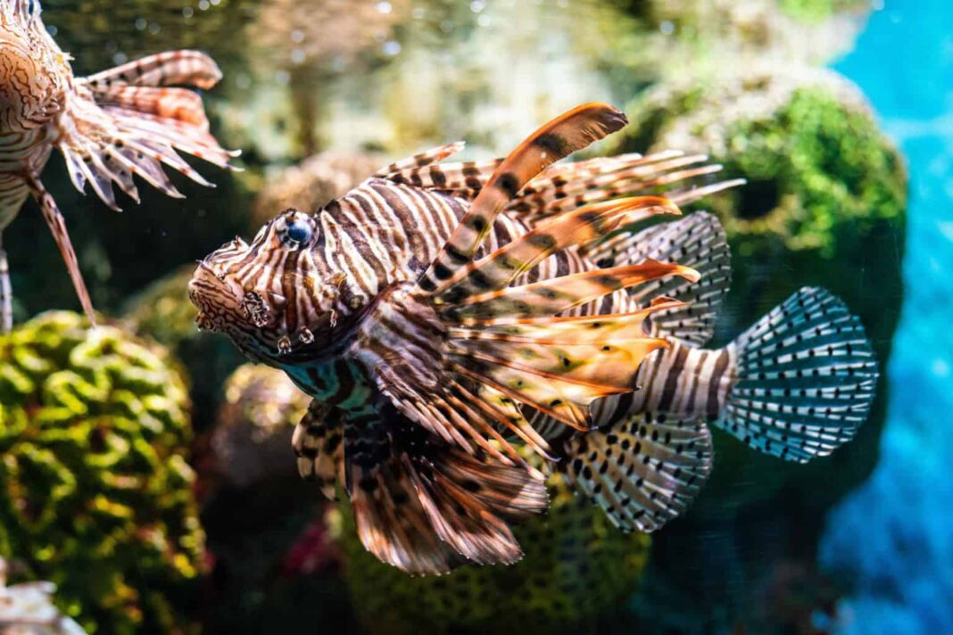 Viver cercado de água não significa estar livre da sede. Segundo biólogos, os peixes também sentem sede — ou, mais precisamente, precisam regular a quantidade de água e sais em seus corpos para sobreviver (Foto: X)