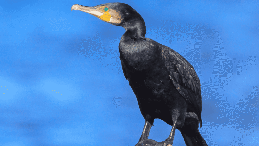 Encontrado na Amazônia e em países vizinhos, o jacu-cigano parece ter parado no tempo evolutivo (Foto: X)