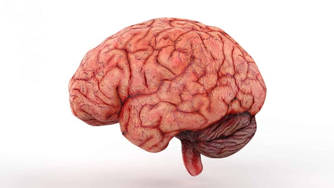 Pesquisadores da Universidade Tufts, nos Estados Unidos, desenvolveram um modelo de computador capaz de simular o funcionamento do cérebro humano e acompanhar como ele aprende, reage a mudanças e toma decisões (Foto: X)